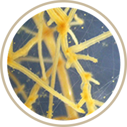 Mycorrhizae roots