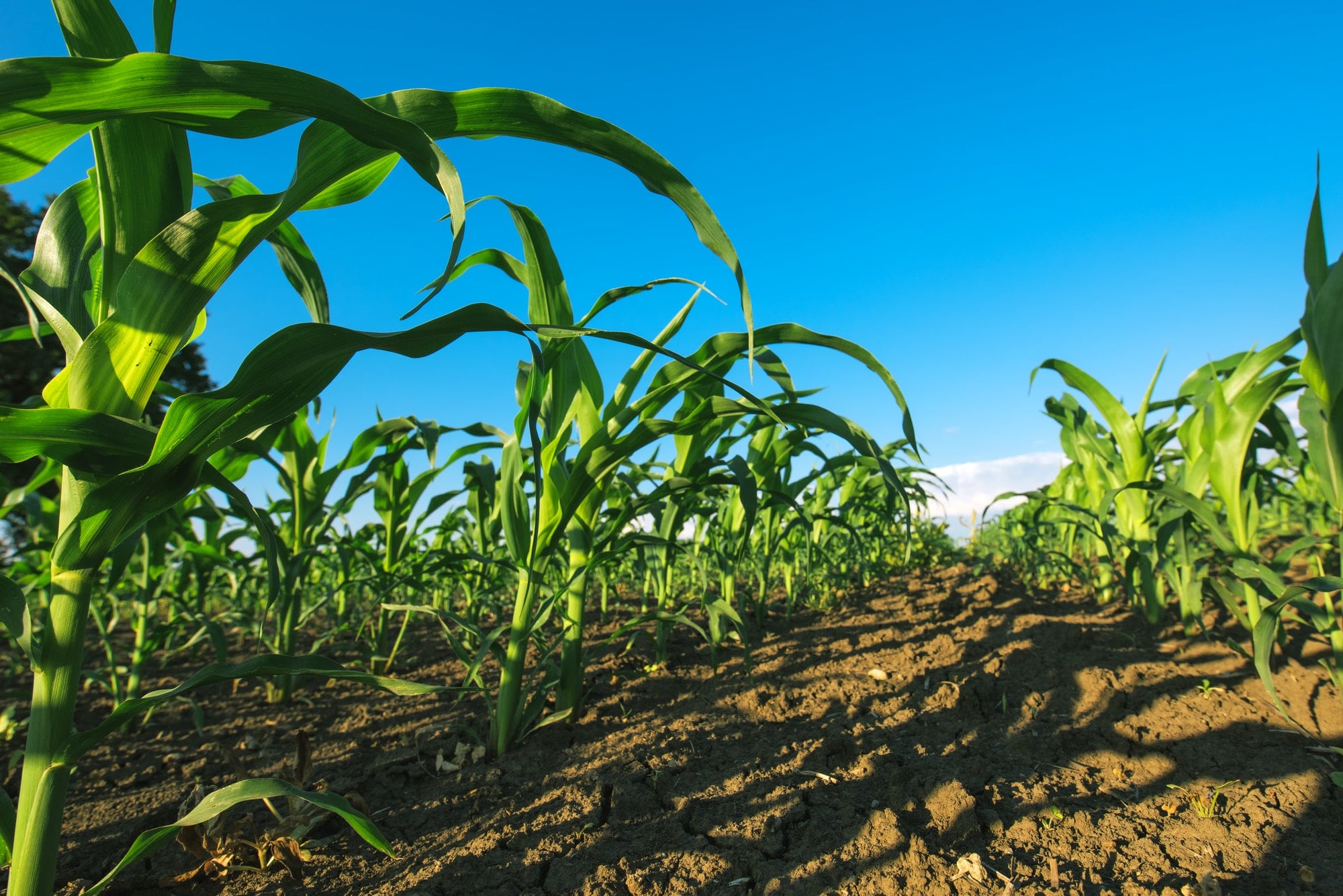 Agricultural corn crop field