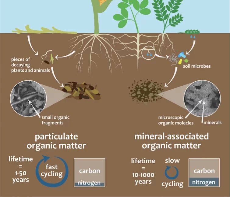 Mineral-Associated Organic Material
