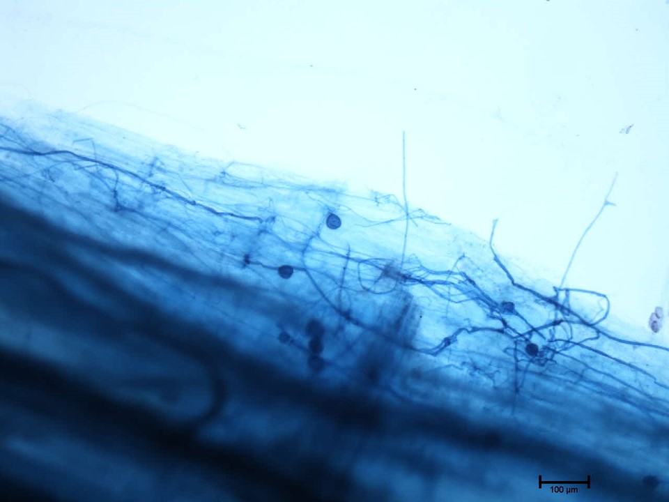 mycorrhiza-photo