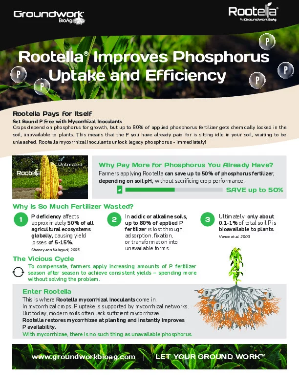 Rootella Improves Phosphorus Uptake and Efficiency_US_LETTER_DIGITAL