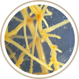 Mycorrhizae roots