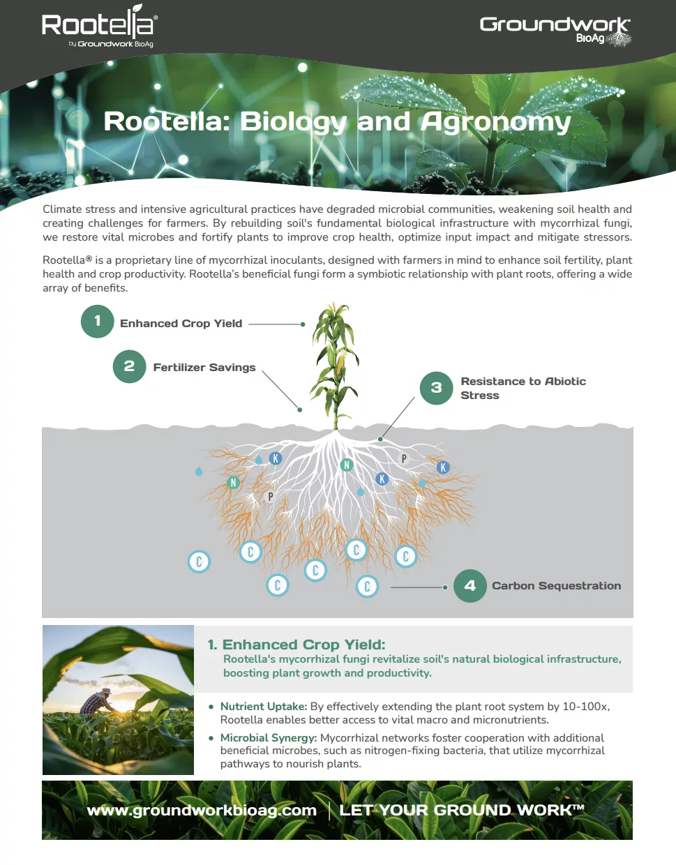 Rootella- Biology and Agronomy- A4 DIGITAL